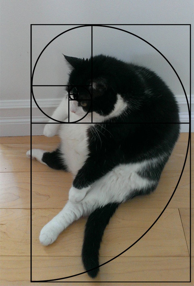 [Chùm ảnh vui] Tỉ lệ vàng Fibonacci đã chứng minh: Mèo là loài động vật hoàn hảo - Ảnh 19.