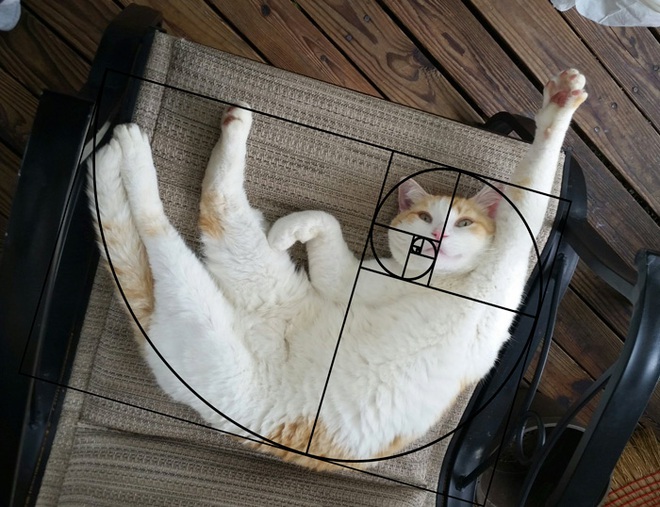 [Chùm ảnh vui] Tỉ lệ vàng Fibonacci đã chứng minh: Mèo là loài động vật hoàn hảo - Ảnh 2.