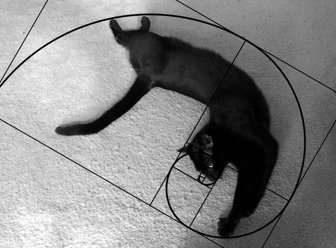 [Chùm ảnh vui] Tỉ lệ vàng Fibonacci đã chứng minh: Mèo là loài động vật hoàn hảo - Ảnh 21.