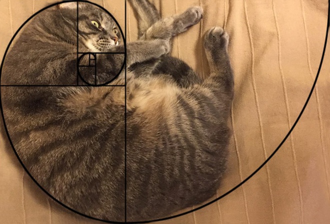 [Chùm ảnh vui] Tỉ lệ vàng Fibonacci đã chứng minh: Mèo là loài động vật hoàn hảo - Ảnh 3.