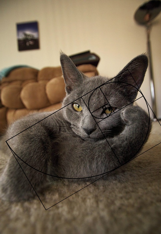 [Chùm ảnh vui] Tỉ lệ vàng Fibonacci đã chứng minh: Mèo là loài động vật hoàn hảo - Ảnh 4.