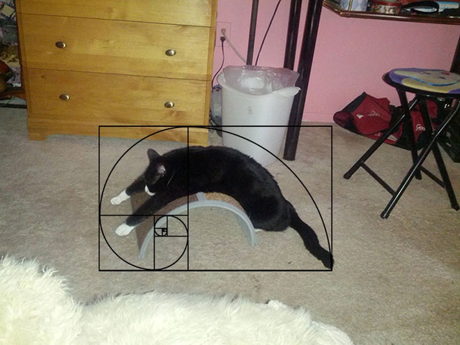 [Chùm ảnh vui] Tỉ lệ vàng Fibonacci đã chứng minh: Mèo là loài động vật hoàn hảo - Ảnh 7.