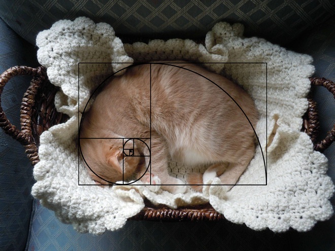 [Chùm ảnh vui] Tỉ lệ vàng Fibonacci đã chứng minh: Mèo là loài động vật hoàn hảo - Ảnh 9.
