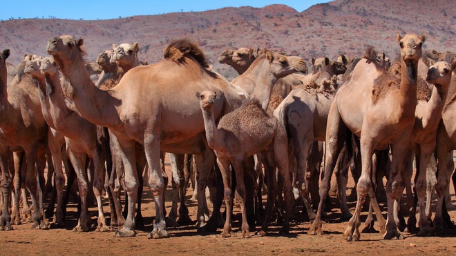 Cháy rừng hoành hành, Australia quyết tiêu diệt 10.000 con lạc đà vì tội...uống quá nhiều nước - Ảnh 2.