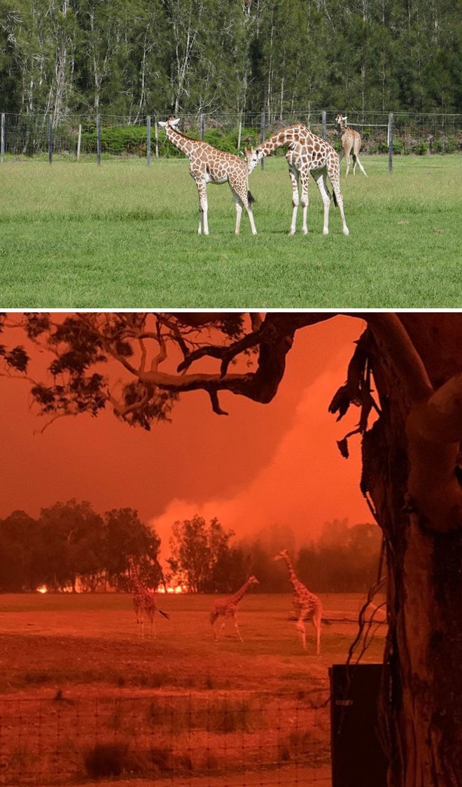 Chùm ảnh đau lòng: Nước Úc trước và sau khi ngọn lửa hung tàn quét qua - Ảnh 4.