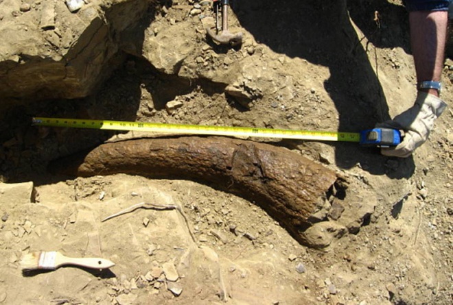 Sừng khủng long 33.500 năm tuổi khiến các nhà khoa học đặt câu hỏi: Phải chăng con người đã sống cùng thời với khủng long? - Ảnh 2.