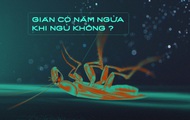 Gián có nằm ngửa khi ngủ không và hành trình đi tìm giấc ngủ nguyên sơ nhất lịch sử Trái Đất