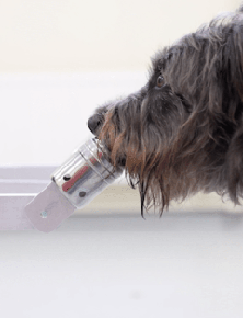 Các nhà khoa học chỉ ra: Loài chó có thể đánh hơi được 'mùi căng thẳng' của con người
