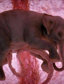 Những bức ảnh siêu âm 4D sắc nét hiếm hoi về cảnh tượng động vật khi còn ở trong bụng mẹ
