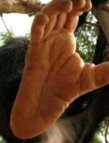 Tại sao con người mất khả năng cử động từng ngón chân riêng biệt?