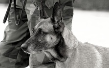 American Humane: Những con chó phục vụ bị quân đội Mỹ bỏ lại ở Afghanistan sẽ phải chịu số phận "tệ hơn cái chết"