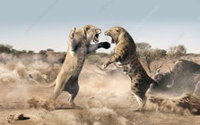 Không phải hổ, cũng chẳng phải sư tử, báo đốm mới là loài đầu tiên cạnh tranh với hổ răng kiếm!