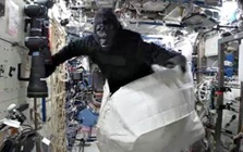 Cựu phi hành gia NASA "ship" bộ đồ hóa trang khỉ đột lên ISS để ông anh của mình mặc trêu đồng nghiệp cho vui