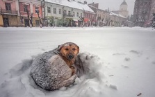 Nga: Bé gái 10 tuổi đi lạc, sống sót qua cơn bão tuyết nhờ ôm chặt chú chó hoang trong suốt 18 tiếng