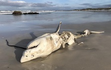 Kỳ án đại dương ở Nam Phi: Xác cá mập chết liên tục dạt vào bờ biển, tất cả đều bị móc mất lá gan