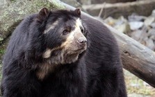 Những loài gấu to lớn nhất còn tồn tại trên Trái đất