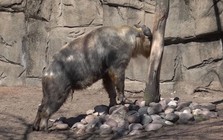 Linh ngưu: Loài vật mang thân hình của bò tót, trông thì có vẻ hiền lành nhưng lại dữ tợn hơn hổ báo