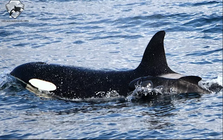 Đàn cá voi sát thủ 'nhận nuôi' con non của loài cá voi 'kẻ thù' khiến các nhà nghiên cứu không hiểu vì sao