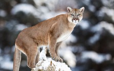 Những sự thật đáng kinh ngạc về loài báo Puma