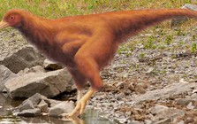 Các nhà khoa học đã có thể tạo ra những con gà có đặc điểm của khủng long!
