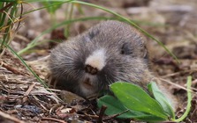 Các nhà khoa học thả chuột gophers xuống 'vùng đất chết' trong 24 giờ, bốn thập kỷ sau ai cũng phải ngạc nhiên vì hành động này!