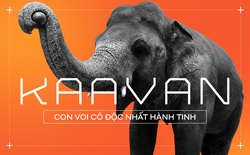 Nhờ sức mạnh của tiếng hát, con voi cô độc nhất hành tinh tìm thấy tự do cho mình sau nhiều thập kỷ sống trong xiềng xích