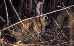 Virus được mệnh danh là "bunny Ebola" lây lan mạnh, giết chết hàng ngàn con thỏ ở Mỹ