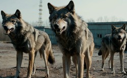 Những con sói đột biến ở Chernobyl dường như đã phát triển một số loại khả năng chống lại bệnh ung thư