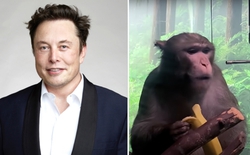 Nhân viên của Elon Musk đâm đơn kiện vì phải làm việc với khỉ bị nhiễm virus