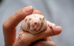 Việc sửa chữa DNA ở chuột chũi trụi lông có thể là chìa khóa kéo dài tuổi thọ con người?