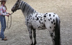 Ngựa Appaloosa hoa mai: Sinh vật đột biến gen mang vẻ đẹp quý phái nhưng ẩn chứa nhiều khiếm khuyết bí ẩn