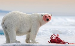 Bi kịch từ phút giây liều lĩnh: Người đàn ông Canada bị gấu Bắc Cực tấn công sau khi cố chụp ảnh ở cự ly quá gần