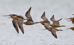 Loài chim bay liền 11 ngày không ăn uống, vượt 13.560 km và sống sót nhờ ăn nội tạng của chính mình