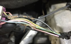 Chuột cắn xe: Cơn ác mộng đốt tiền nhiều chủ xe phải chịu đựng