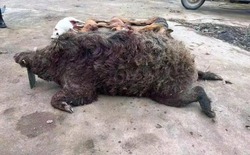 Lợn rừng nặng 200kg từng hạ vô số chó săn trong một năm: Liệu chúng có thực sự nguy hiểm hơn hổ?