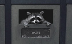 Gấu mèo thành phố đang tự thuần hóa và tiến hóa thành thú cưng!