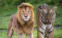 Sư tử và hổ từng chung lãnh thổ: Vì sao một cuộc chiến sinh tử giữa hai loài săn mồi đáng gờm bậc nhất hành tinh lại không nổ ra?