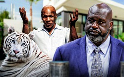 Nếu bạn có cú đấm của Mike Tyson, vóc dáng của Shaquille O'Neal và tốc độ của Usain Bolt, bạn có thể đánh bại một con hổ không?