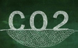 Vì sao thực vật chọn carbon dioxide làm nguyên liệu thô cho quang hợp, thay vì chọn những loại khí dồi dào hơn trong không khí?