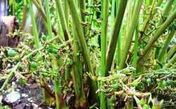 Việt Nam sở hữu loại gia vị đắt bậc nhất thế giới, thu về chục triệu USD/năm