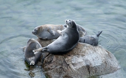 Hồ Baikal: Bí mật của vùng hồ được mệnh danh là nhà tù của sự sống, nơi 80 phần trăm sinh vật là loài đặc hữu