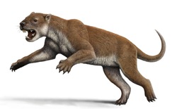 Hóa ra gấu túi Koala là em họ của quái thú tàn bạo nhất lịch sử nước Úc