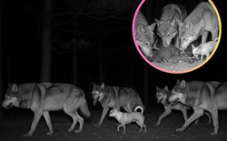 Sự thật ngỡ ngàng: Đến Chihuahua cũng mang dòng máu "sói" trong mình