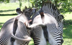 Vì sao loài người có thể cưỡi ngựa nhưng không thể thuần hóa ngựa vằn?