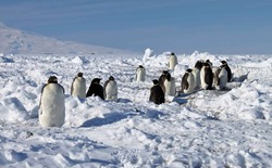 Có 120 triệu con chim cánh cụt ở Nam Cực, thải ra hơn 5.000 tấn phân mỗi ngày, vậy tại sao lục địa băng giá vẫn sạch sẽ đến kỳ lạ?