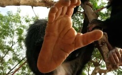 Tại sao con người mất khả năng cử động từng ngón chân riêng biệt?