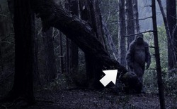 Điều gì sẽ xảy ra nếu Bigfoot thực sự tồn tại?