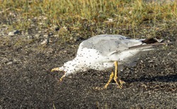 Vì sao hồ Mono có độ mặn gấp ba lần nước biển, được coi là 'vùng tử địa' nhưng lại có thể nuôi sống hai triệu con chim mỗi năm?