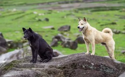 Các nhà khoa học tin rằng nếu con người biến mất, tất cả các loài chó trên hành tinh sẽ biến thành "chó ta" chỉ sau 5 năm