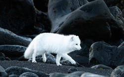 Sự thật bất ngờ về loài cáo Bắc Cực: Không chỉ có màu trắng tuyết mà còn sở hữu biến thể "màu xanh" hiếm gặp